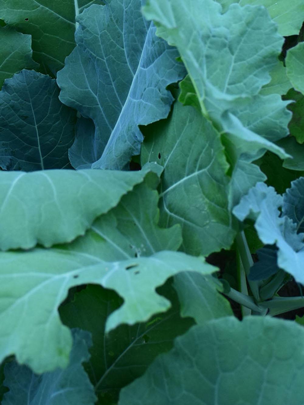 Winfred Forage Brassica